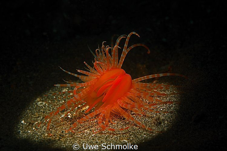 Spotlight - Flame shell by Uwe Schmolke 