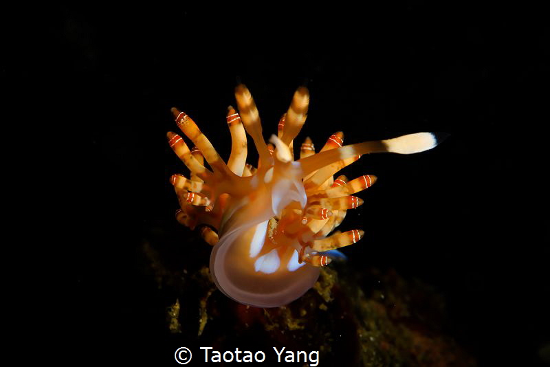 nudi by Taotao Yang 