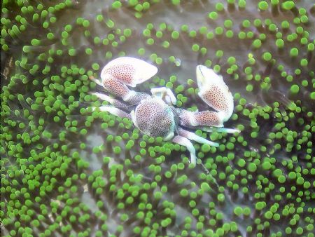Anenome Crab off the island of Mabul. by Stephen Wurfel 