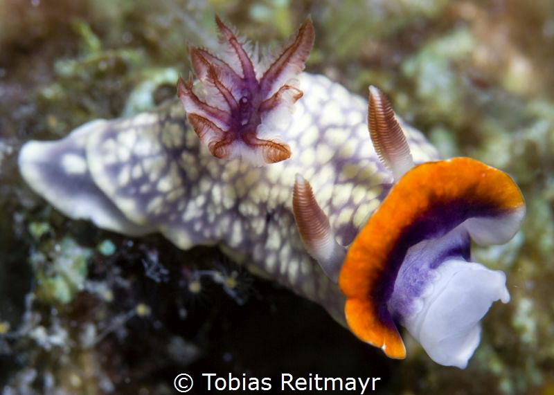 Nudibranch, Koh Haa by Tobias Reitmayr 