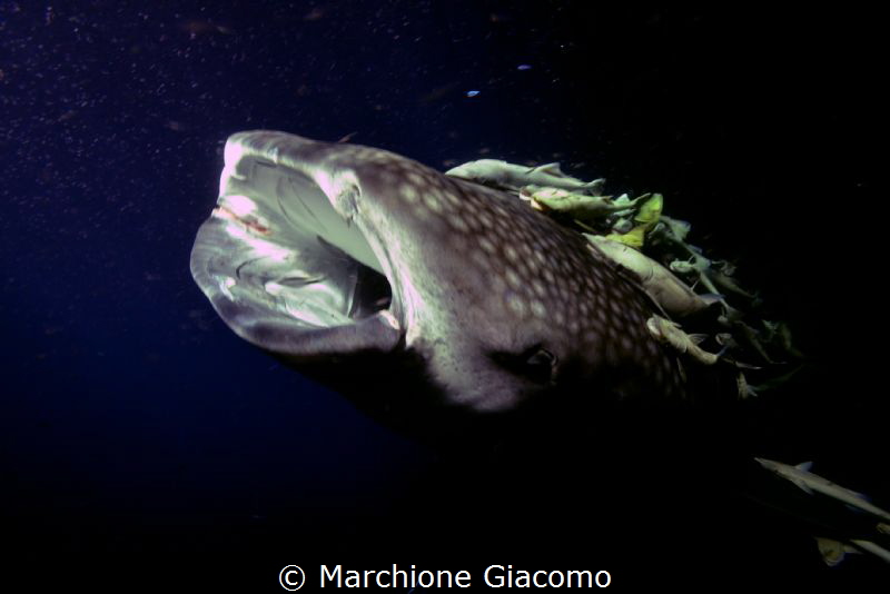 Devil in the night
Maldives . Suadiva
ISO 1600,F 8, 1/60 by Marchione Giacomo 
