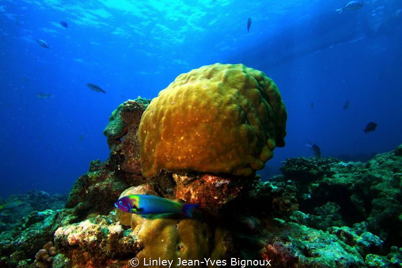Mauritius,Balaclava Turtle Bay 7m
Linley Jean-Yves Bigno... by Linley Jean-Yves Bignoux 