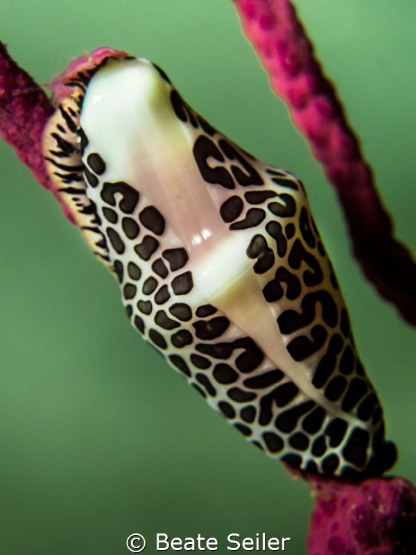 Florida tongue at the green water of the gulf by Beate Seiler 