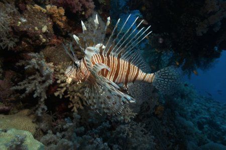 Lionfish
Marsa Alam, Nov 2005
 by Barny Shergold 