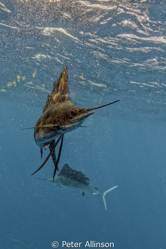 Sailfish by Peter Allinson 