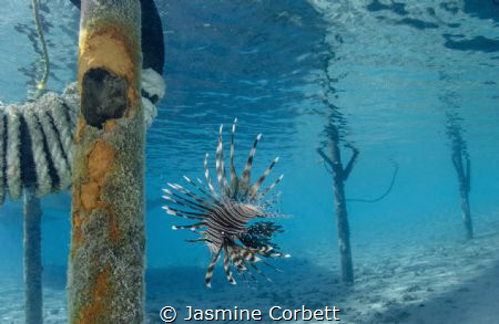 Whenever I came in for a dive I noticed this particular L... by Jasmine Corbett 