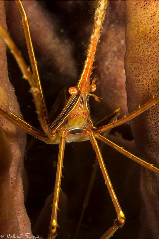 Stenorhynchus seticornis by Mathieu Foulquié 