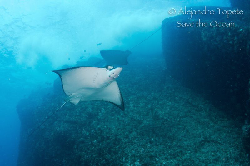 Eagle Rays in the rocqueta,Acapulco Mexico by Alejandro Topete 