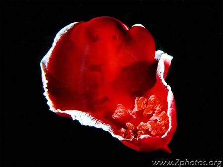 Spanish Dancer in flight by Zaid Fadul 