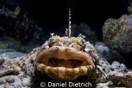 taken in Raja Ampat, Divesite Mioskun. by Daniel Dietrich 