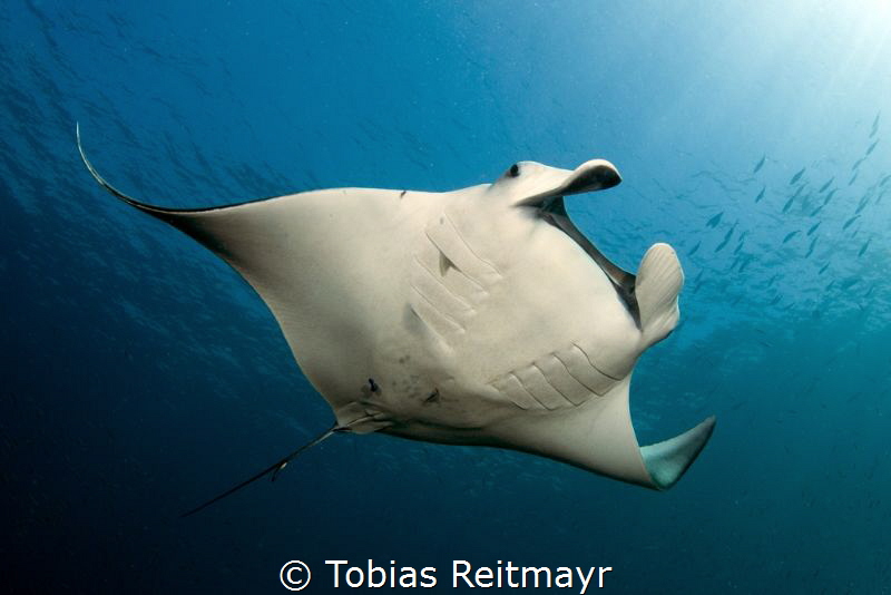 Manta at Koh Bon by Tobias Reitmayr 