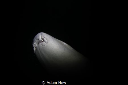 Night dive at Alimatha Maldives, a lot of huge nurse shar... by Adam Hew 