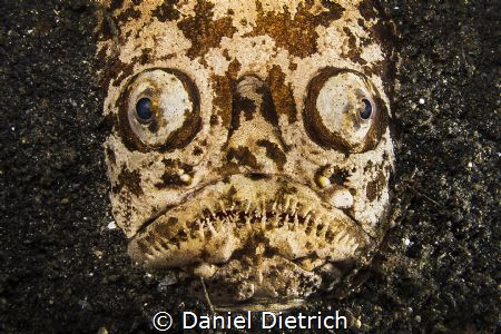 Stargazer during nightidve in Lembeh by Daniel Dietrich 