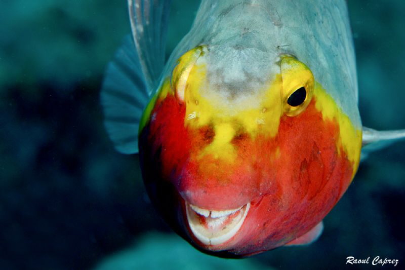 Smiley face by Raoul Caprez 