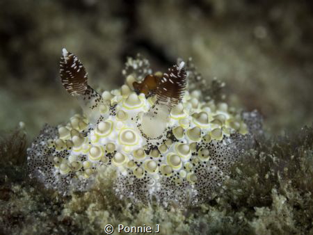 Hoplodoris estrelyado by Ponnie J 