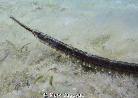 Pipefish
BHB pipefish by Mark Sagovac 