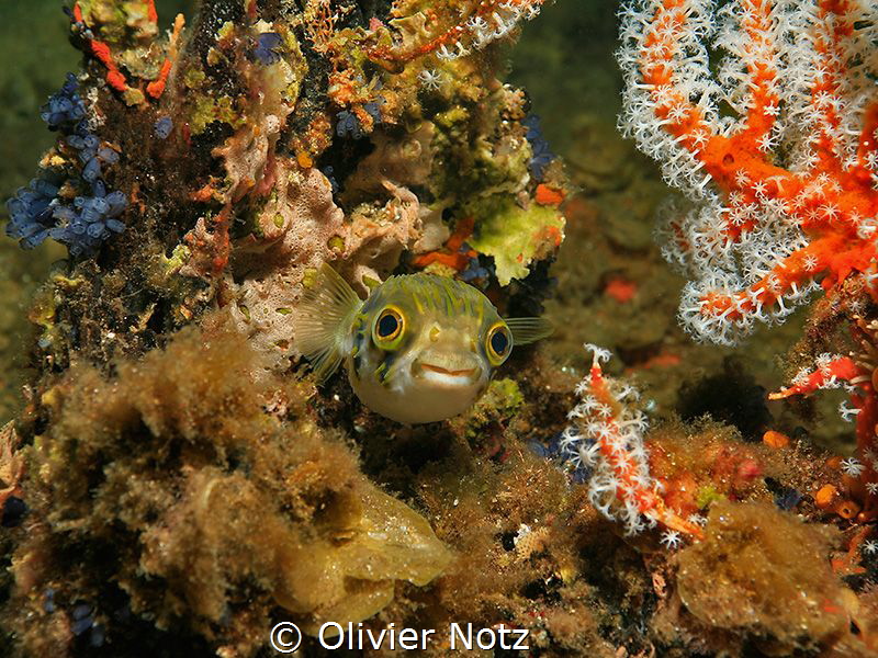 Porcupinefish at the Busselton Jetty by Olivier Notz 