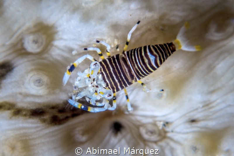 Bumblebee Shrimp by Abimael Márquez 