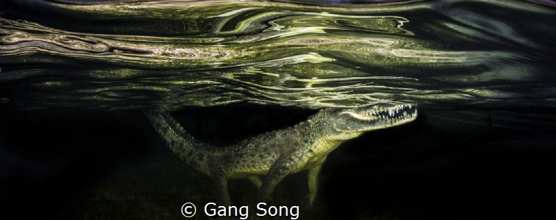 Reflection by Gang Song 