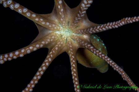 "Heads Up!"
Flying Octopus by Gabriel De Leon Jr 