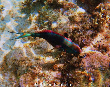 Roatan, Honduras by Alison Ranheim 