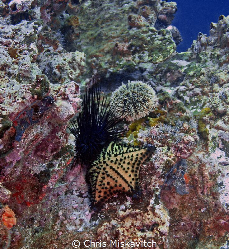 Sea Urchins and starfish, Galapagos..... by Chris Miskavitch 
