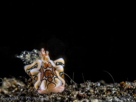 Sagaminopteron psychedelicum AKA Psychedelic Batwing Slug... by Hon Ping 