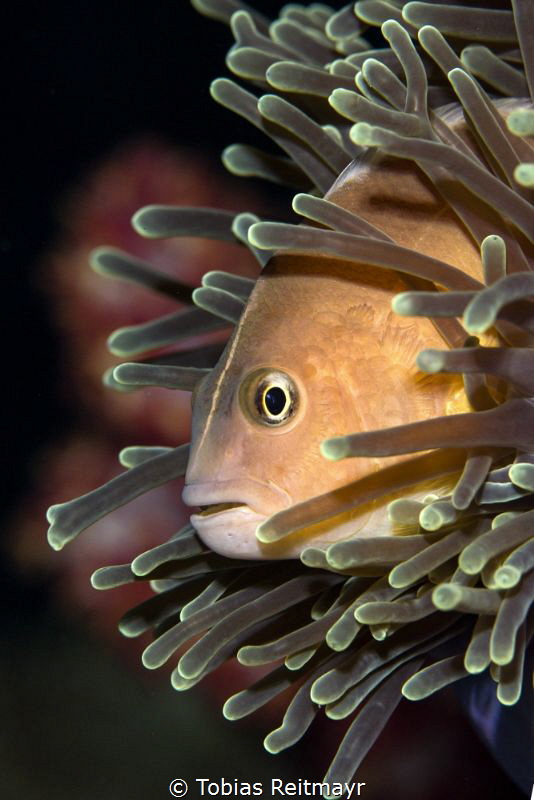 Skunk Anemonefish, Koh Haa by Tobias Reitmayr 