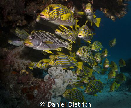 typical schooling Sweetlips in Raja Ampat, taken at the J... by Daniel Dietrich 