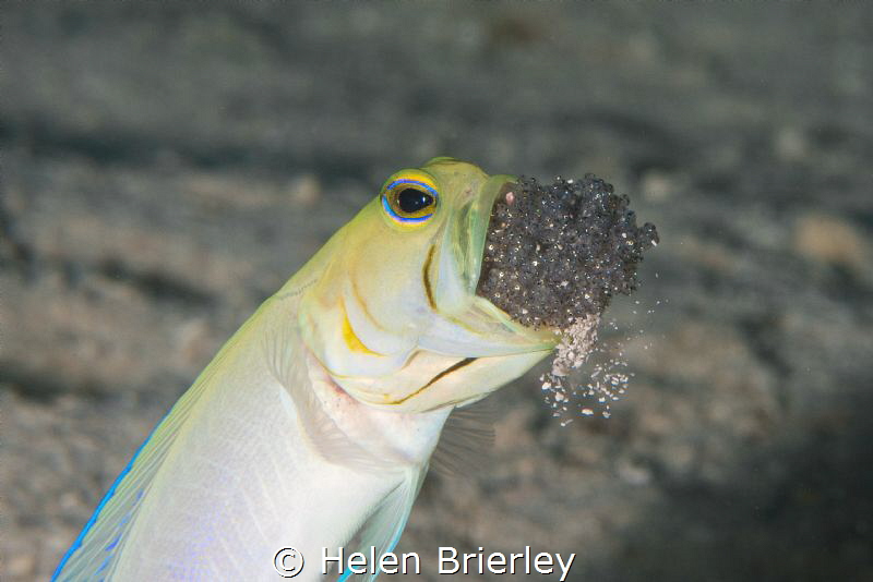 Yellowhead Jawfish aerating the eggs by Helen Brierley 