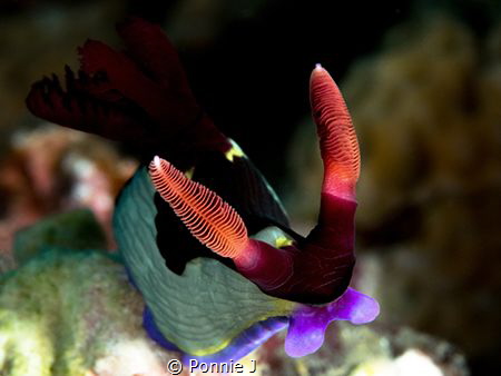 Nembrotha chamberlaini by Ponnie J 