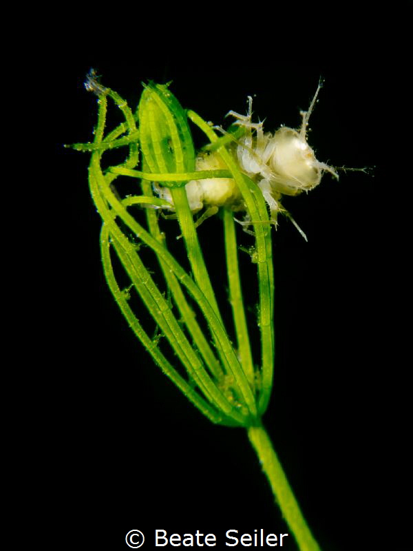 freshwater isopod by Beate Seiler 