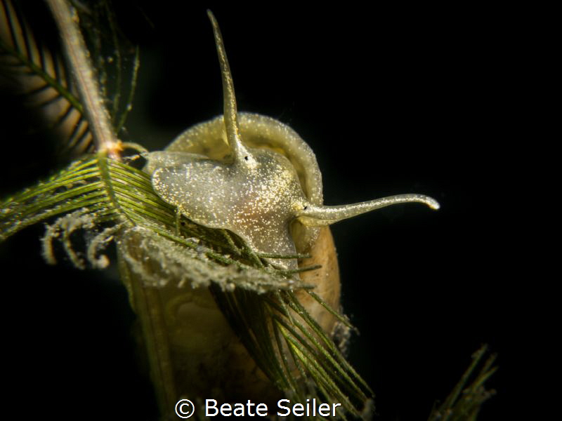 ear pond snail by Beate Seiler 