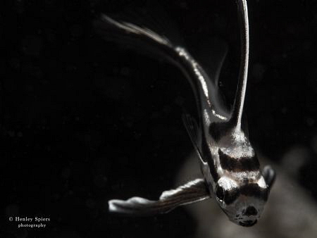 Up close and personal with a fast-swimming Juvenile Spott... by Henley Spiers 
