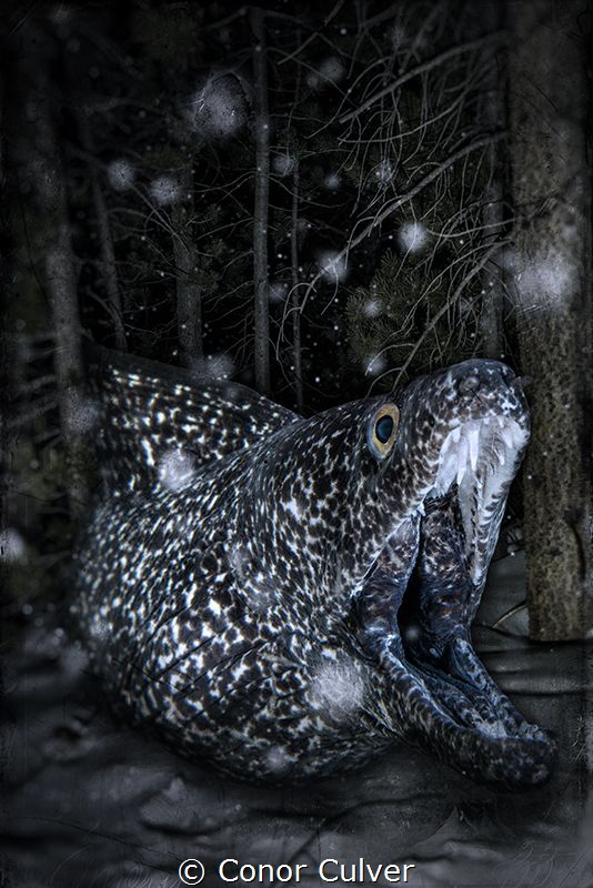 "Blending Into The Night And Snow" part of my Underwater ... by Conor Culver 