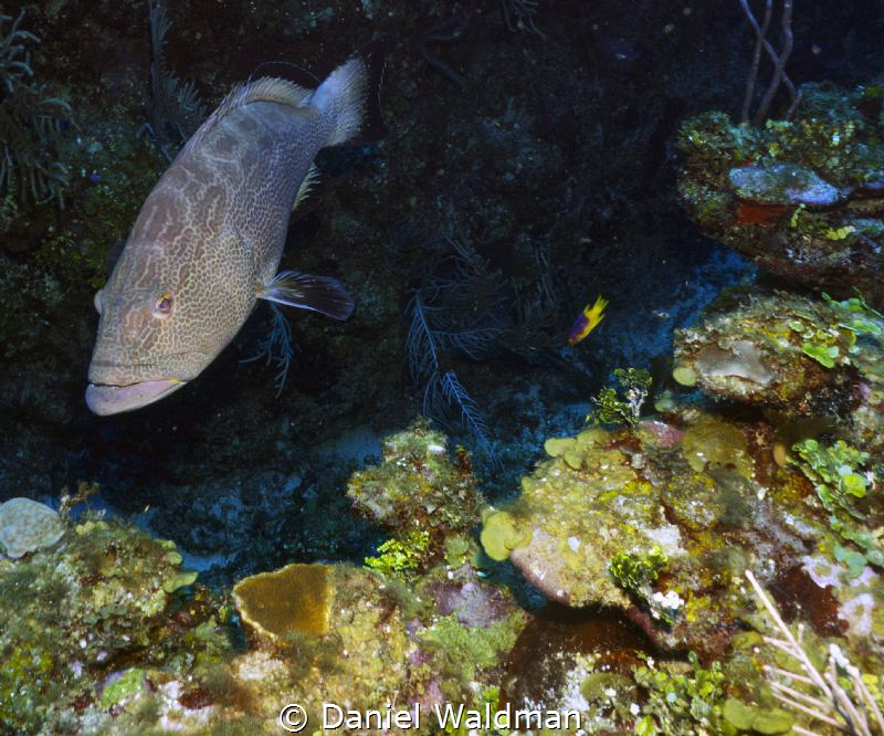 Black Grouper picture taken with Canon G15 Fish Eye Wide ... by Daniel Waldman 