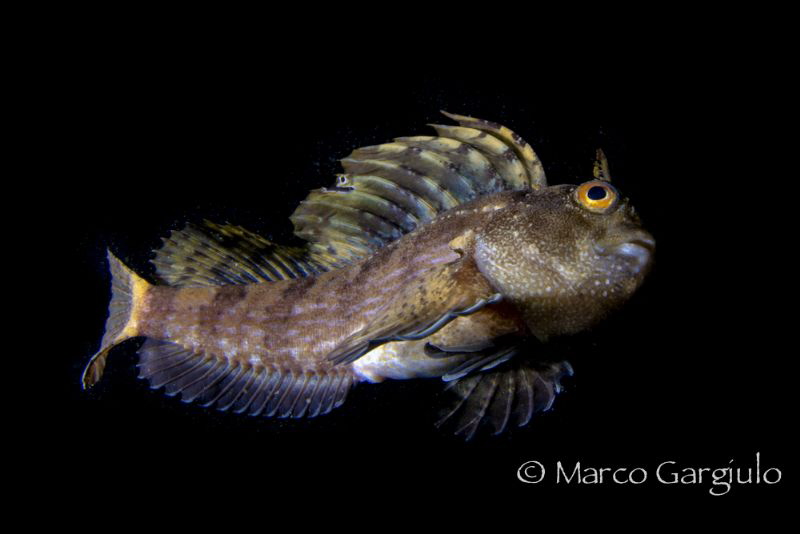 Big Blenny by Marco Gargiulo 