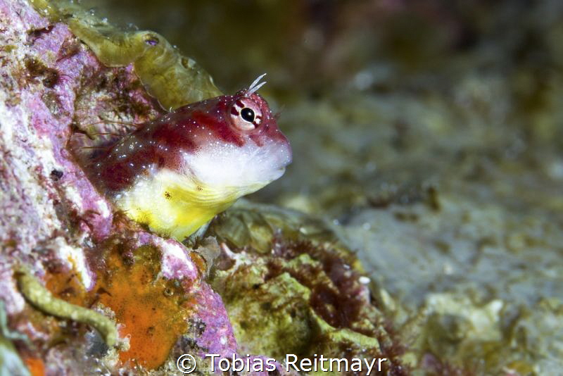 Blenny in the current of Koh Tachai Dome by Tobias Reitmayr 