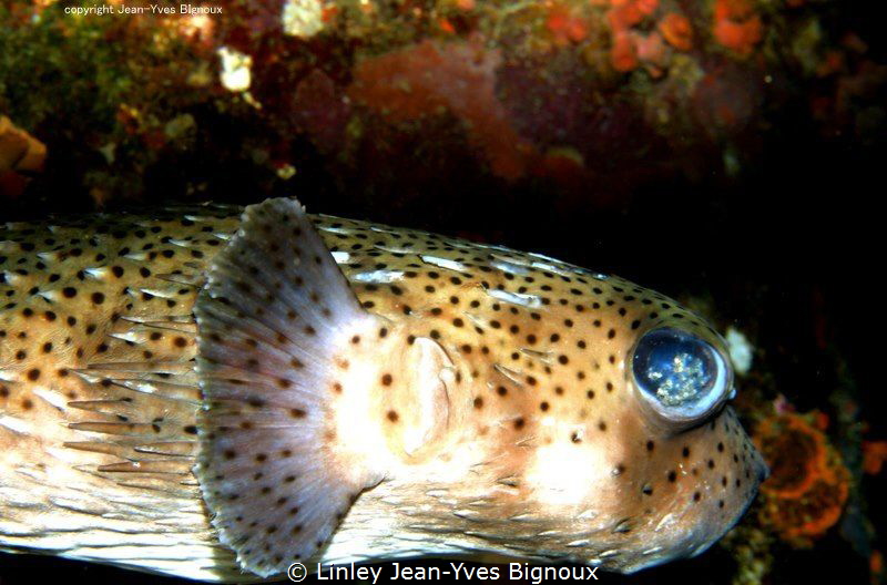 Box Fish Mauritius Linley Jean-Yves Bignoux
 by Linley Jean-Yves Bignoux 