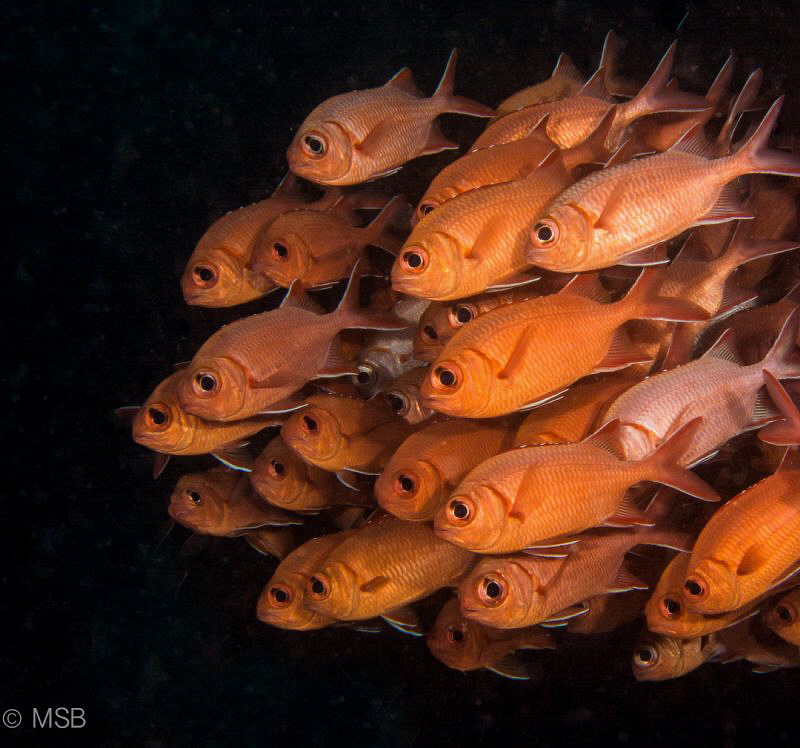 Big eyes. by Mehmet Salih Bilal 