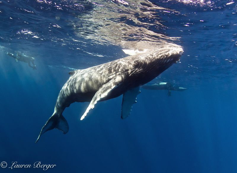 "The Last Breath". My last dive at Roca Partida in the Re... by Lauren Berger 