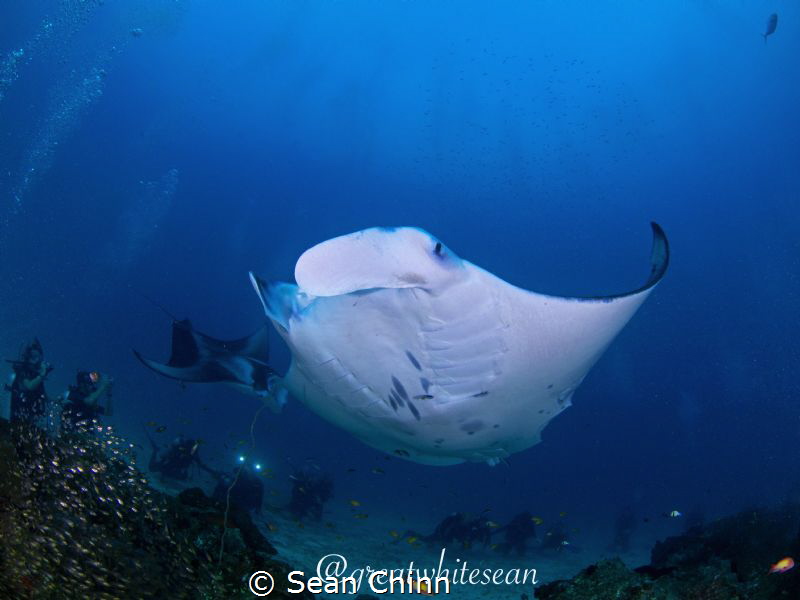 'Stars of the Show' Cleaning station with many divers in ... by Sean Chinn 