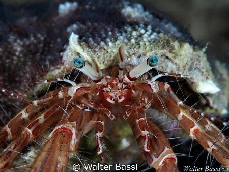 Blue eyes by Walter Bassi 