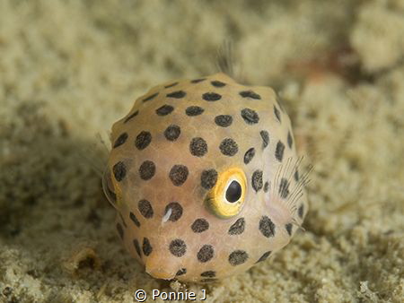 Juvenile boxfish by Ponnie J 