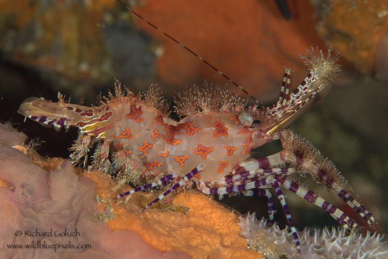 Marbled Shrimp-Anilao,Phillippines by Richard Goluch 
