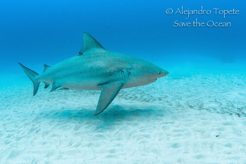 Bullshark in the sand, Playa del Carmen Mexico by Alejandro Topete 