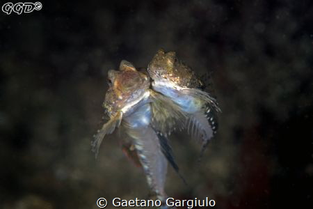 mating stink-fishes (or dragonets) by Gaetano Gargiulo 