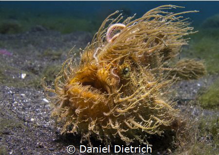 Hairy Froggy, Lembeh Strait by Daniel Dietrich 