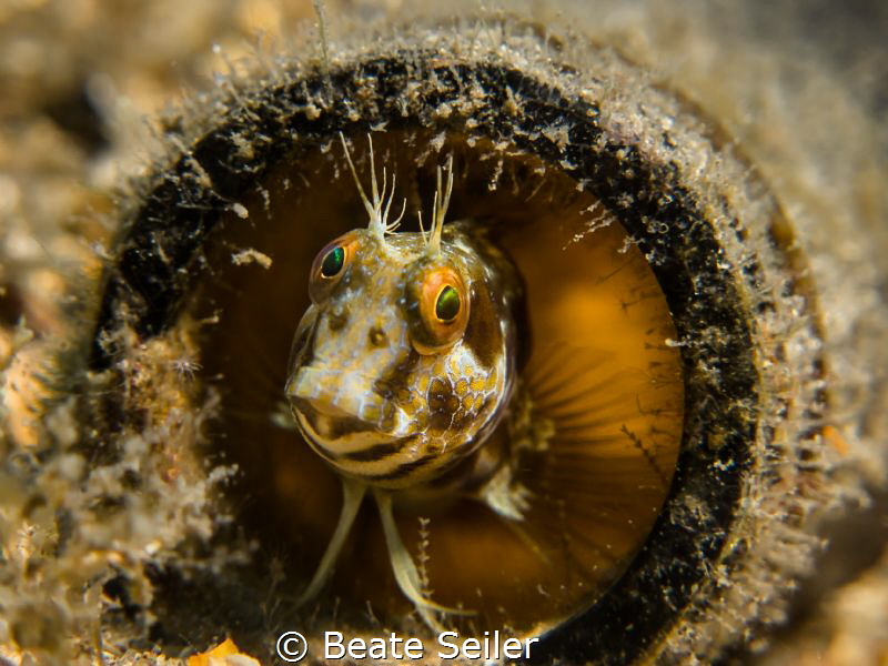 I'm living in a bottle under the Bridge ! by Beate Seiler 