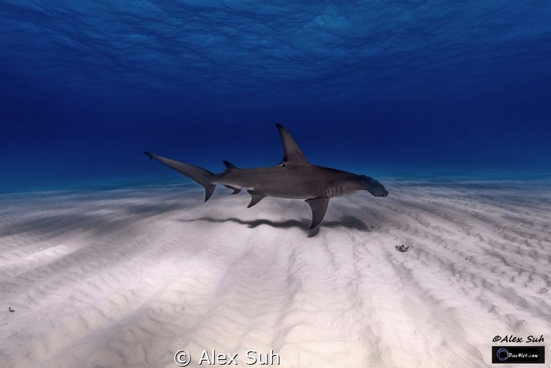 Gliding Over Sand by Alex Suh 